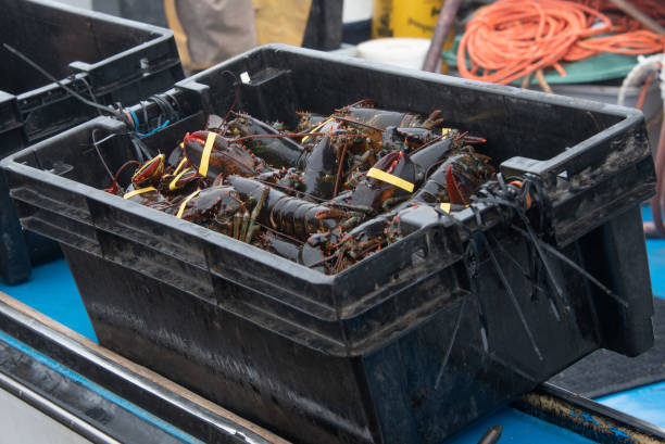 istock Lobster Catch on an Overcast Day 1267194637