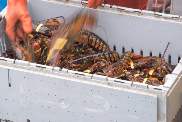 istock Lobsterman Sorting the Catch on an Overcast Day 1267194658
