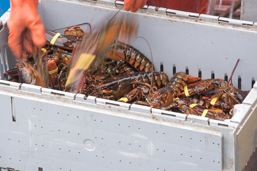 A lobster fisherman sorts buckets of freshly caught lobsters ready for off-loading