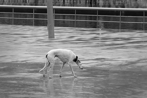 Lonely sad greyhound dog lost walking in rainy day street. Sadness feelings about pet abandonment. Adopt, don't buy.