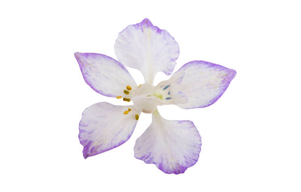 istock beautiful meadow flower isolated 1267195060