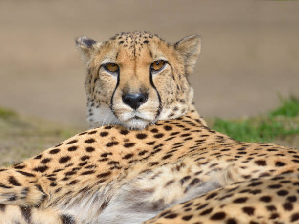 istock Portrait of African Cheetah 1267195185