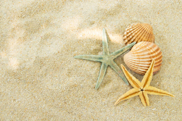 istock beach sand with seashells, summer and beach 1267195936