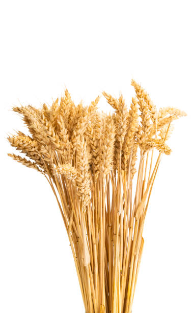 istock ears of wheat isolated 1267197771