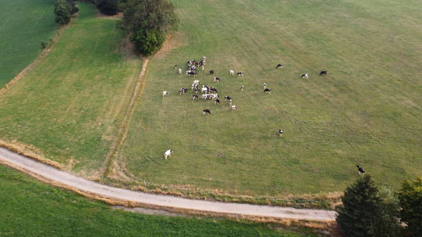 istock A herd of cows standing on a grassy hill 1267198914