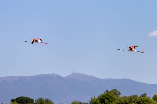 Flamingos at a lake in Cagliari, Italy on a summer day.