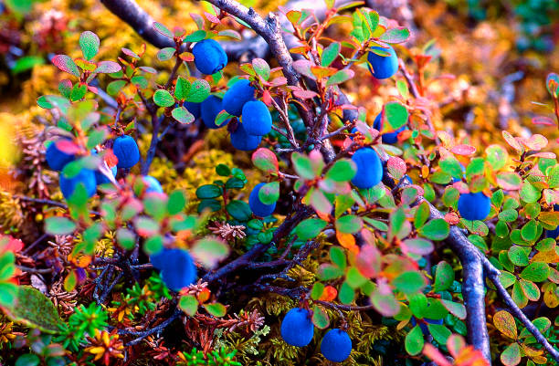 Blueberries growing in the Alaska Tundra -  18 stock photo