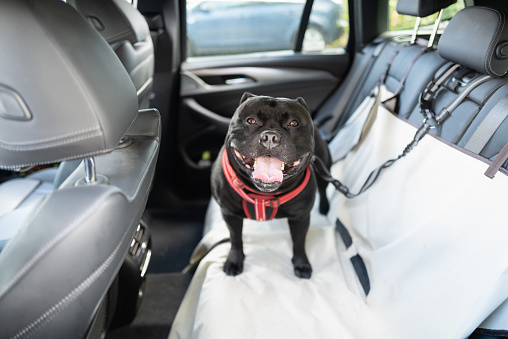 Happy Staffordshire Bull Terrier dog on the back seat of a car with a clip and strap attached to his harness. He is standing on a car seat cover.
