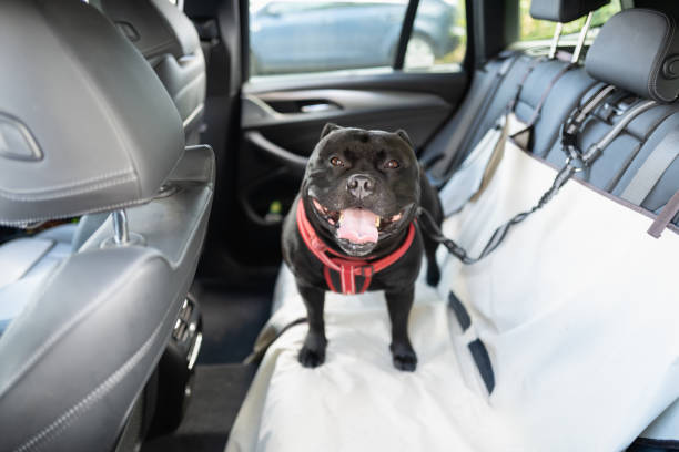 happy staffordshire bull terrier dog on the back seat of a car with a clip and strap attached to his harness. he is standing on a car seat cover. - vehicle seat imagens e fotografias de stock