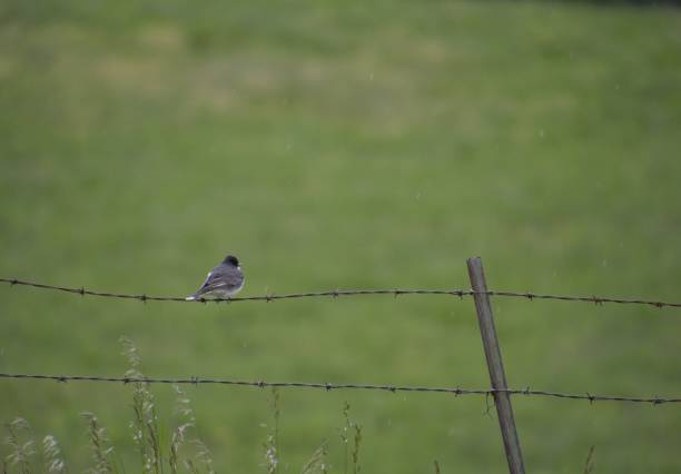 Pictures taken on the family property in Elk, Washington.