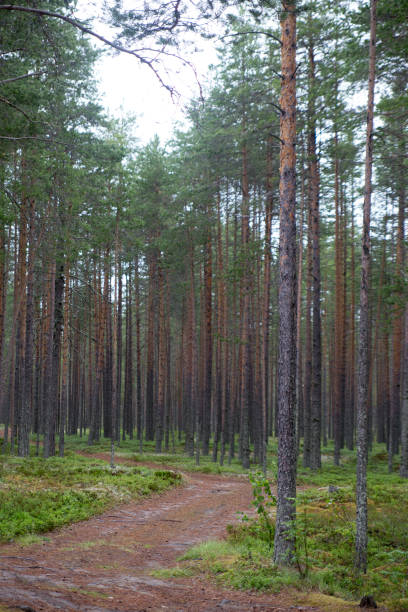 istock Forest road during summer time in Karelia 1267201703