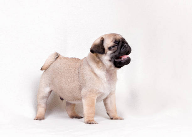 istock Funny pug puppy looking to the side on a white background 1267201804