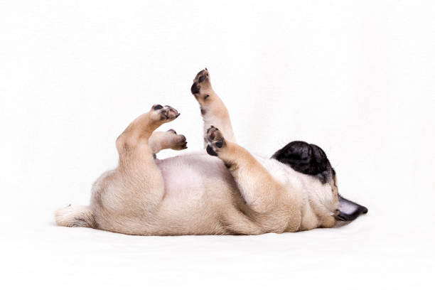istock Puppy pug rests on his back on a white background 1267201809