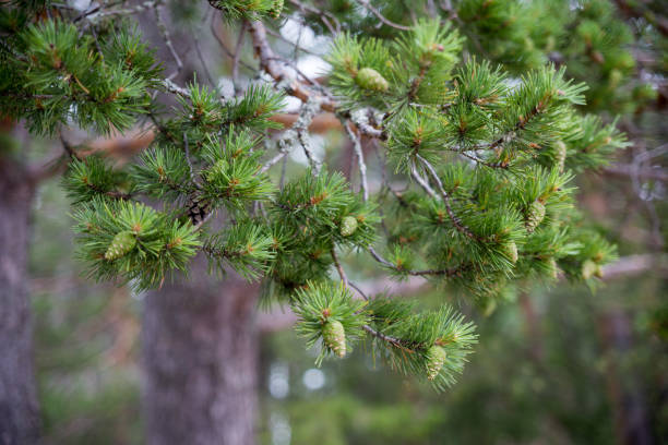 istock Old and new pine cones close shot in the forest 1267201840