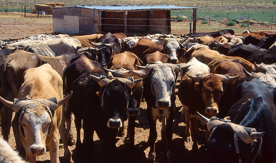 Beyşehir,Konya -Turkey :July 31,2022 Woman herding Holstein cows along Anatolia village road.