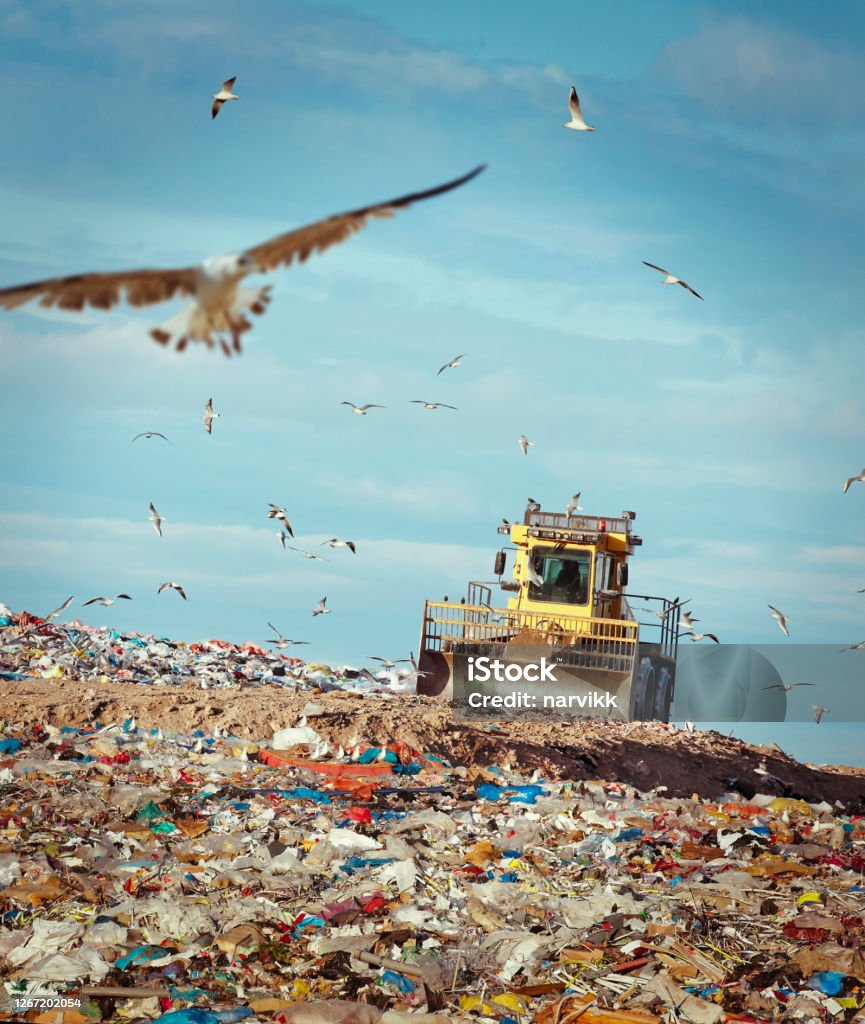 Refuse compactor working at garbage dump Refuse compactor at junkyard with flock of birds flying around Landfill Stock Photo