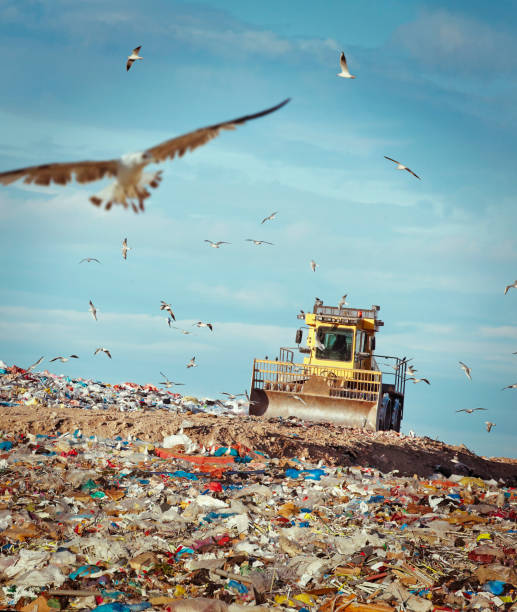 Refuse compactor working at garbage dump Refuse compactor at junkyard with flock of birds flying around plastic pollution photos stock pictures, royalty-free photos & images