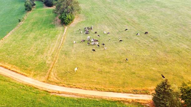 istock A herd of cows standing on a grassy hill 1267202835
