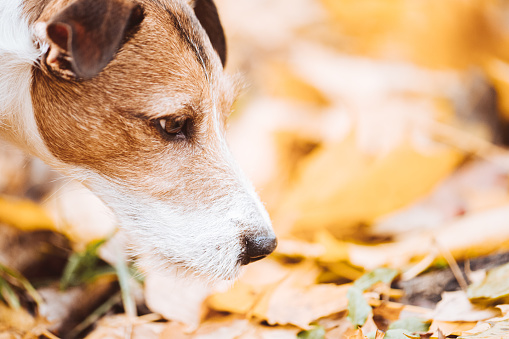 Head and nose of Jack Russell Terrier dog on autumn background