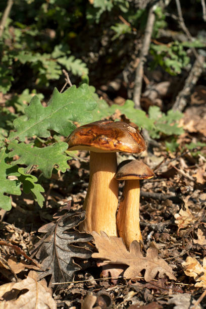 setas en el bosque - vertical meadow mushroom vegetable fotografías e imágenes de stock