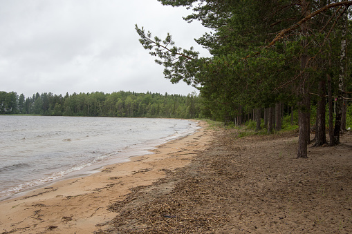 Sandy shore of the lake near the forest in Karelia. High quality photo