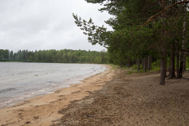 Sandy shore of the lake near the forest in Karelia stock photo