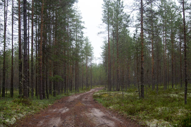 Forest road during summer time in Karelia stock photo