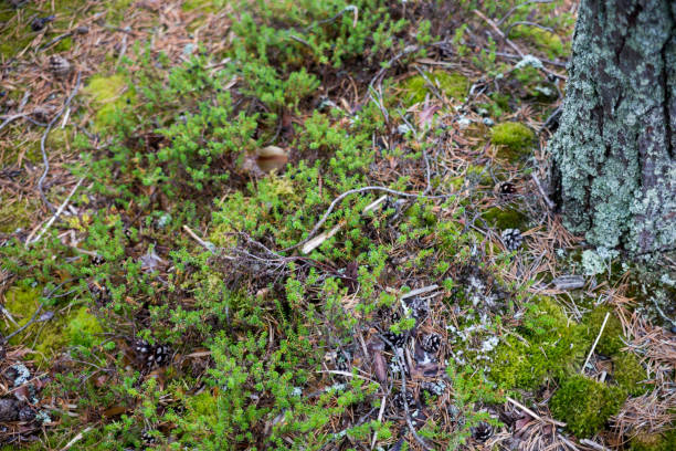Moss in the forest, focus on the ground. Karelia stock photo