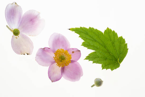 istock isolated flower and leaf of anemone on white 1267204197