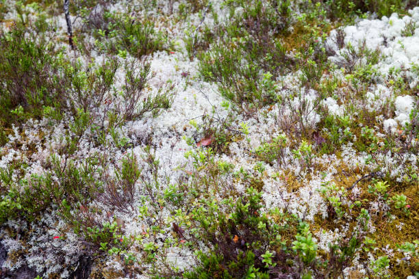 White moss in the forest, focus on the ground. Karelia stock photo