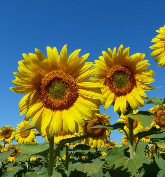 istock Field of sunflowers 1267207339