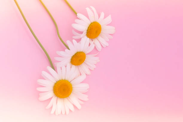 istock Pink background with chamomiles flowers and copy space. Daisy flowers composition. Spring or summer concept 1267207975