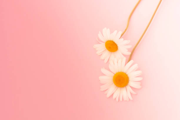 istock Pink background with chamomiles flowers and copy space. Daisy flowers composition. Spring or summer concept 1267207978