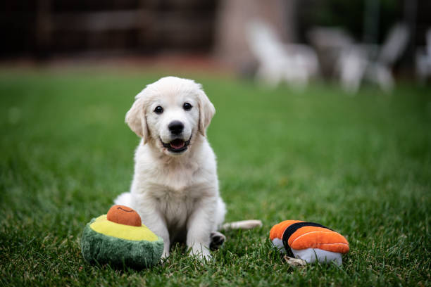 istock Pup and his toys 1267207981