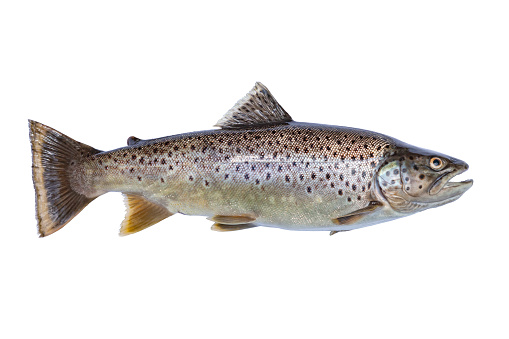 Nice brown trout eighteen inches long caught in northern Minnesota isolated on white background
