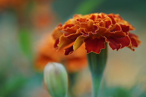 Macro photo beautiful orange flowers Marigolds Tagetes erecta.Close-up,selective focus.African Marigold