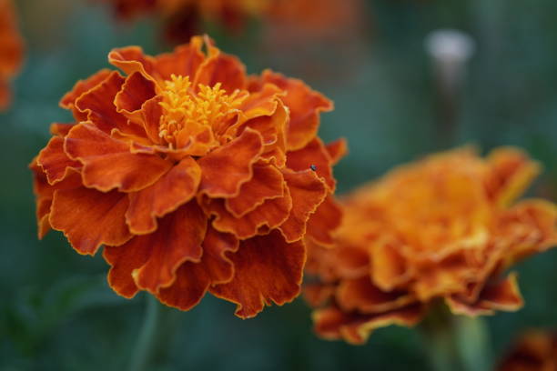 istock Macro photo beautiful orange flowers Marigolds Tagetes erecta.Close-up,selective focus.African Marigold. 1267212112