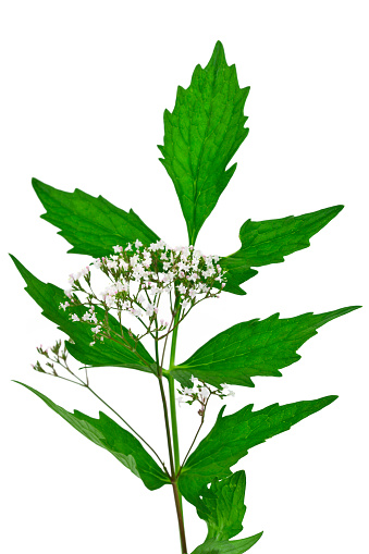 Valerian herb. Fresh flowers with leaves isolated on a white background.