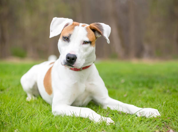 istock A young Hound mix dog lying in the grass 1267214106