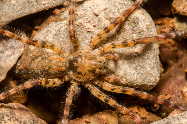 Zoropsis spinimana spider Close up view of a Zoropsis spinimana spider. Phobia stock pictures, royalty-free photos & images