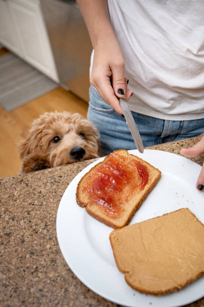posłuszny pies zegarki właściciel zrobić kanapkę - brown bread bread home interior food zdjęcia i obrazy z banku zdjęć