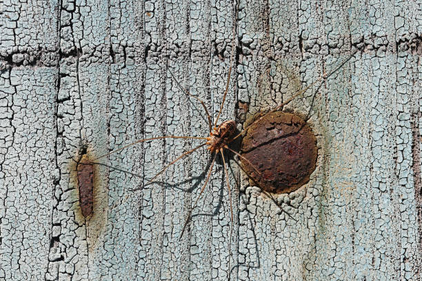 istock A weaver's apprentice (arachnid) on a blue wooden background 1267218048