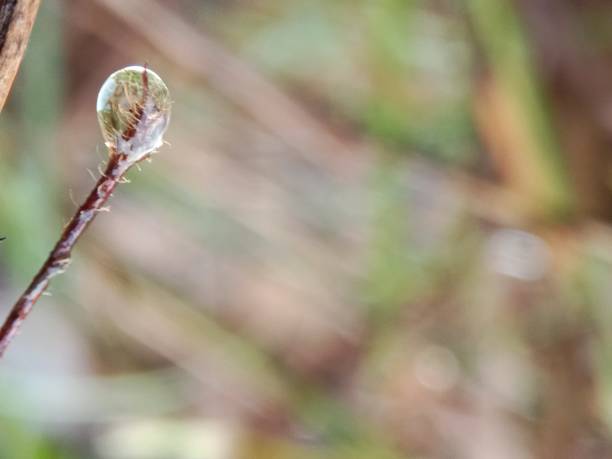 istock Close up if droplet 1267221545