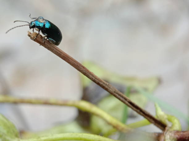 istock Close up insect on the wood 1267222915