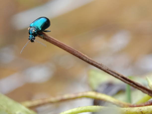 istock Close up insect on the wood 1267223448
