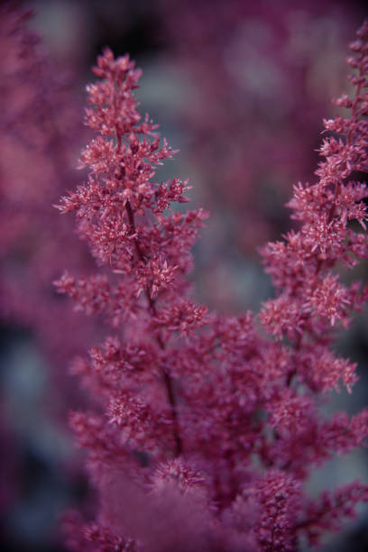 Beautiful summer garden plants in bloom