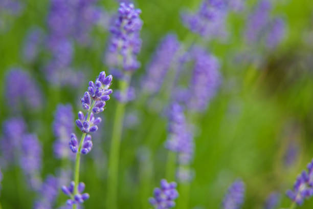 istock Beautiful summer garden plants 1267225299