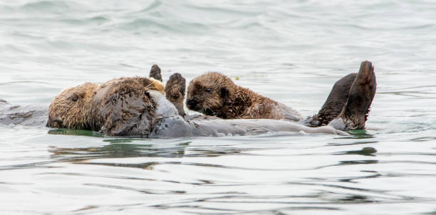 istock Sea Otters at Elkhorn Slough 1267227206