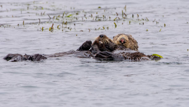 istock Sea Otters at Elkhorn Slough 1267227210