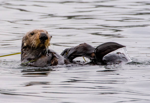 istock Sea Otters at Elkhorn Slough 1267227213